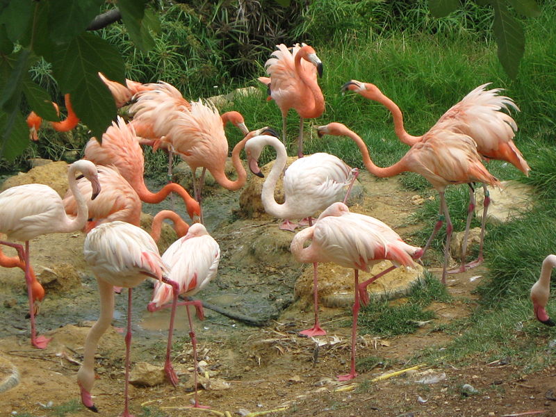 800px-Jerusalem_Zoo_flamingos