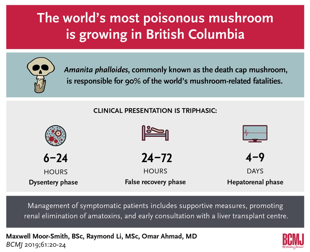 BCMJ_Vol61_No1-poison-mushroom-web-fig0.jpg