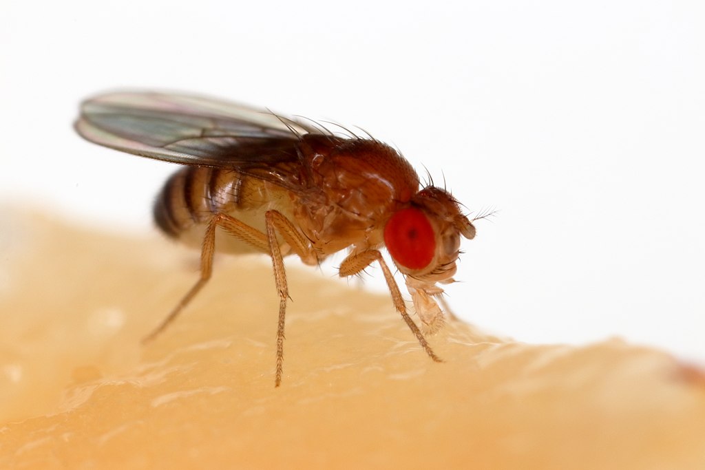 1024px-Drosophila_melanogaster_Proboscis.jpg